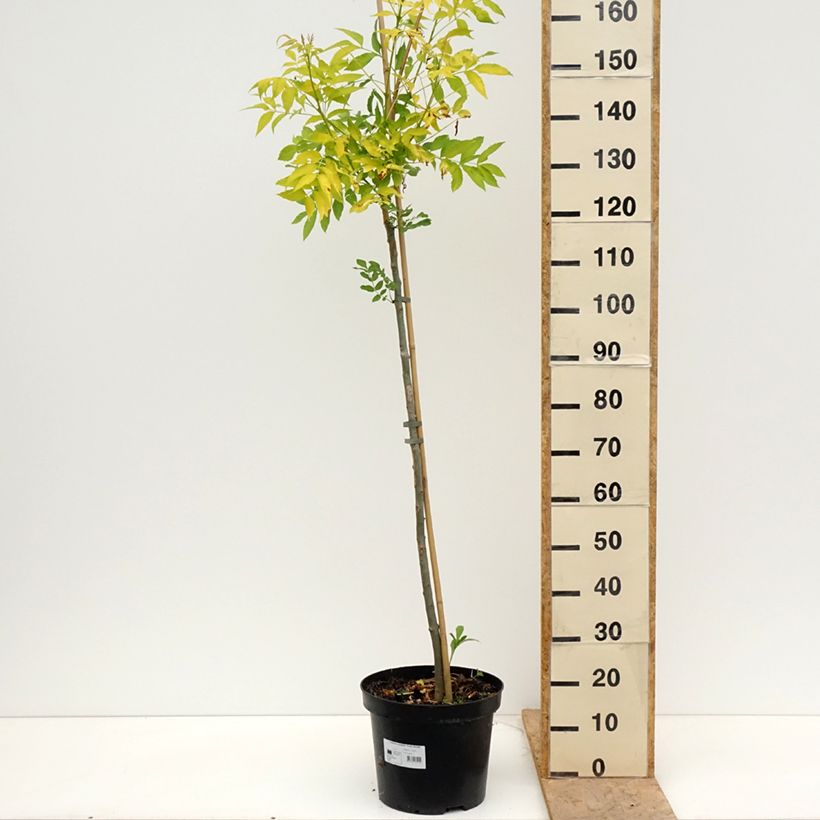 Fraxinus excelsior Foliis Aureis - Ash 7.5L/10L potShipped height around 140/160cm sample as delivered in spring