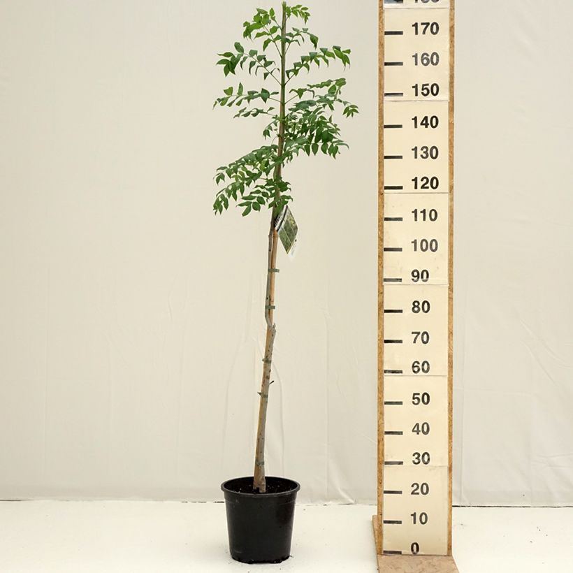 Fraxinus excelsior - Ash 7.5L/10L potShipped height around 170/200cm sample as delivered in spring