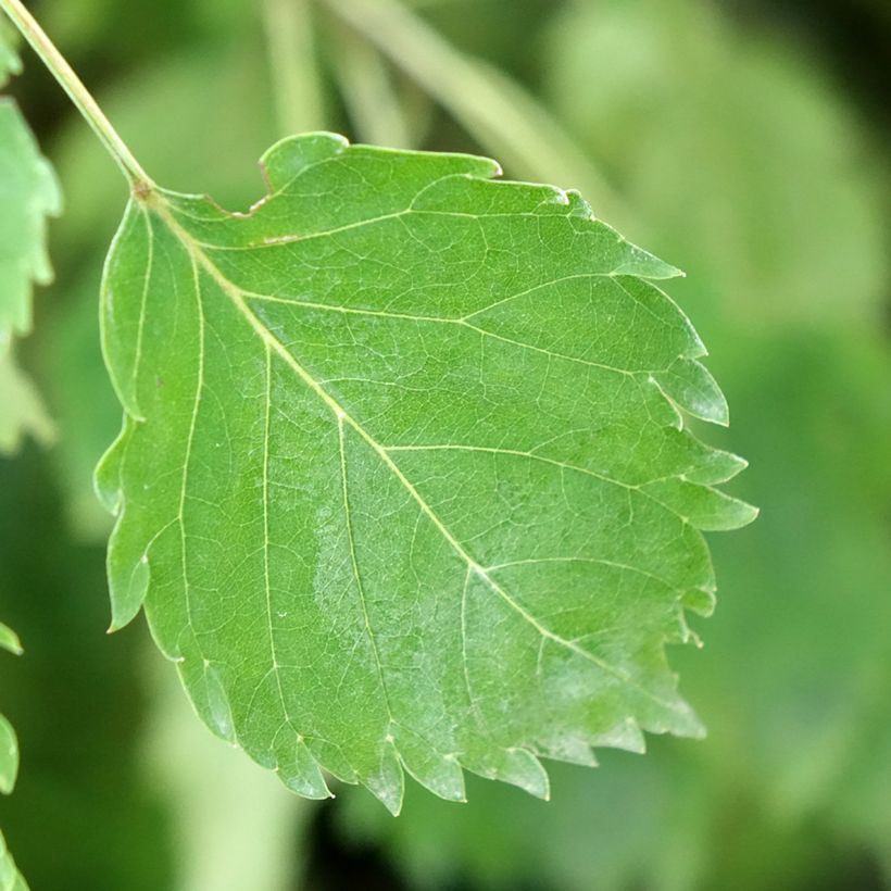 Fraxinus excelsior Heterophylla Pendula - Weeping ash (Foliage)