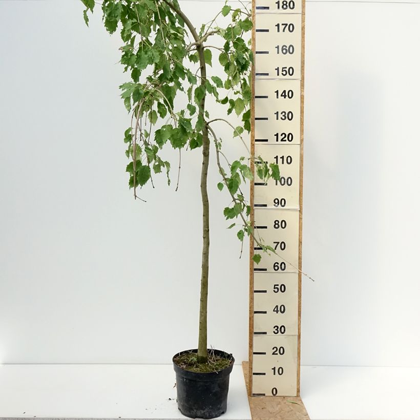 Fraxinus excelsior Heterophylla Pendula - Weeping ash 7.5L/10L pot sample as delivered in summer