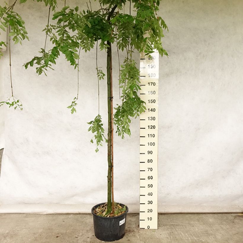 Fraxinus excelsior Pendula - Frêne pleureur Pot de 30L/35L sample as delivered in summer