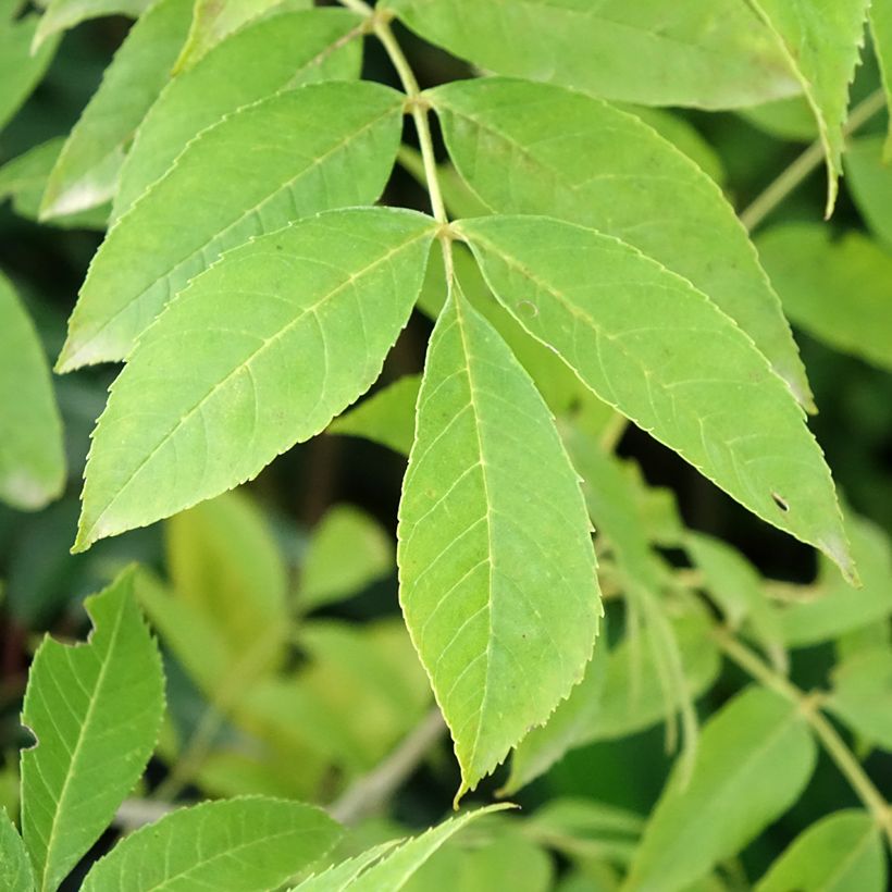 Fraxinus pennsylvanica Argenteomarginata - Ash (Foliage)