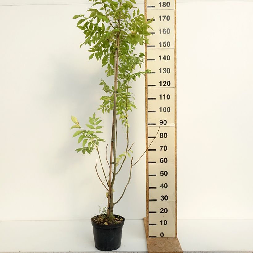 Fraxinus excelsior Argenteovariegata 7.5L/10L pot sample as delivered in summer
