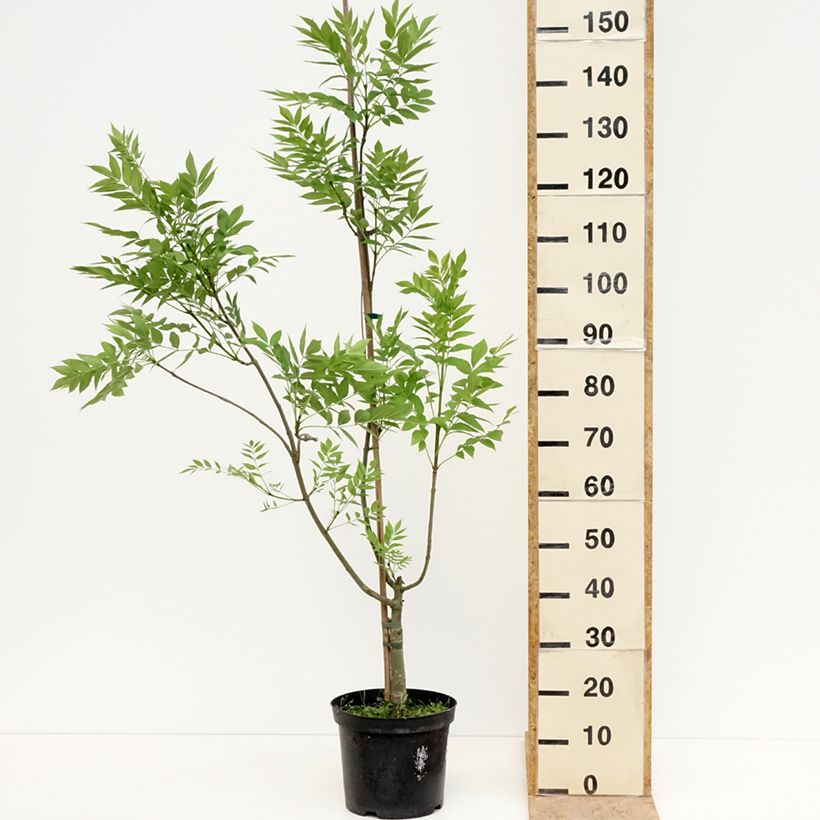 Fraxinus excelsior Argenteovariegata 7.5L/10L potShipped height around 120/140cm sample as delivered in spring