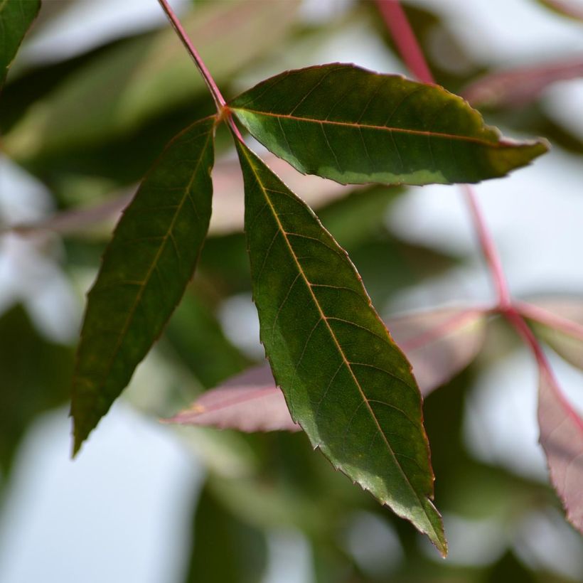 Fraxinus angustifolia Raywood - Ash (Foliage)