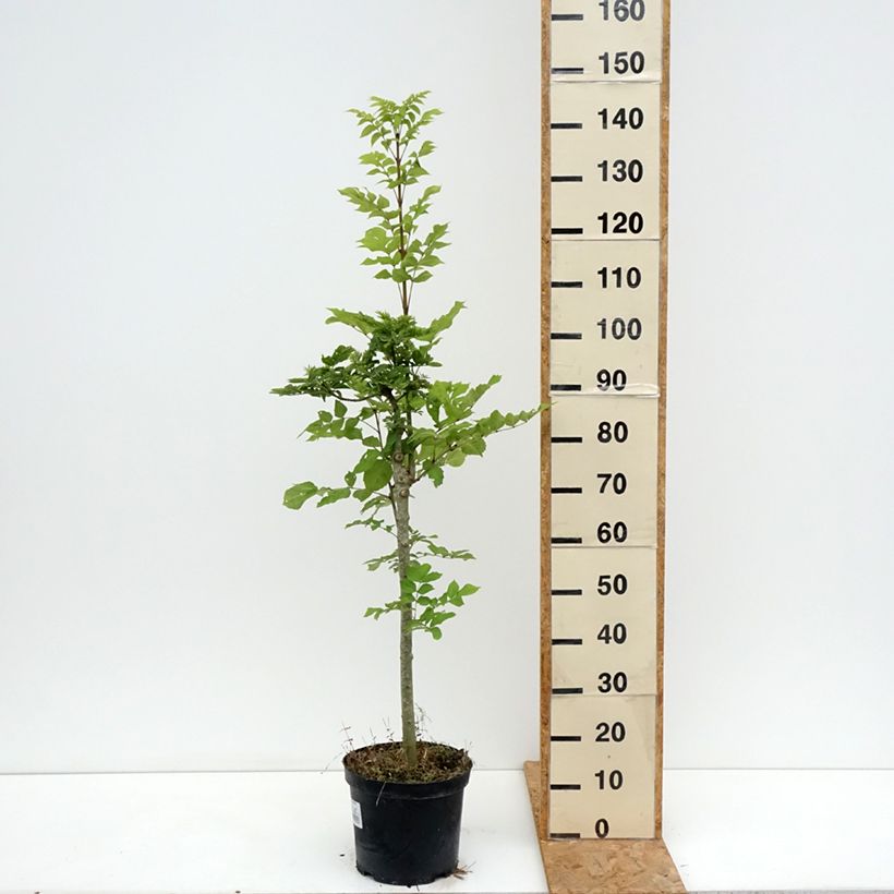 Fraxinus excelsior Abiona 7.5L/10L pot sample as delivered in summer
