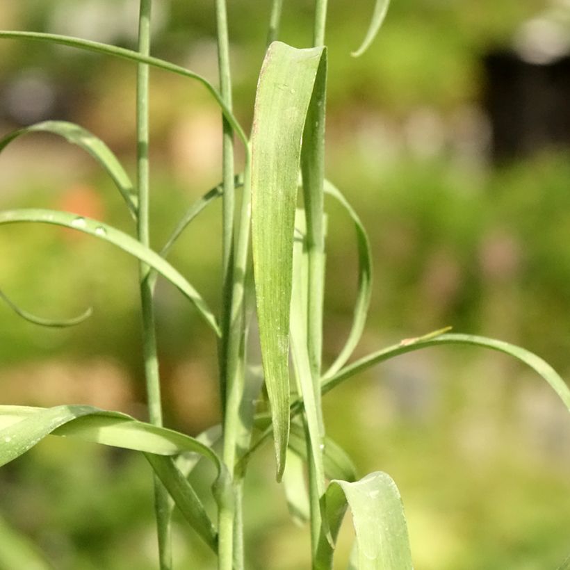 Fritillaria meleagris - Snake's Head Fritillary (Foliage)