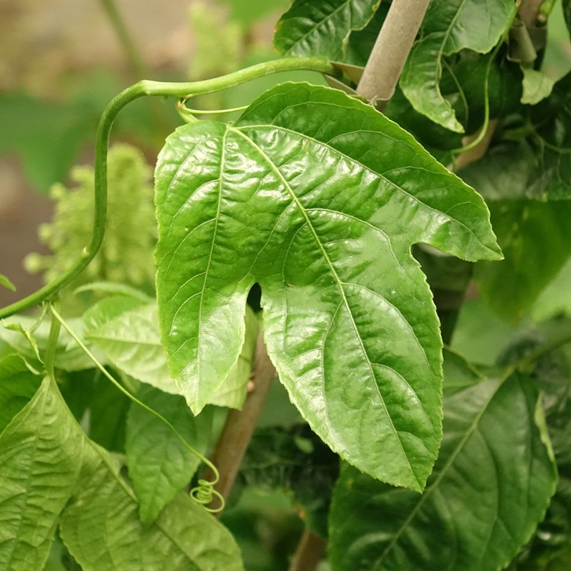 Passiflora edulis (Foliage)