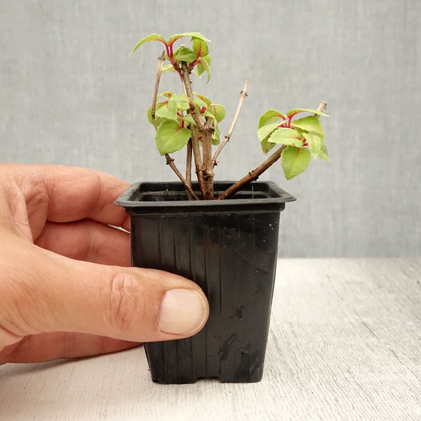 Fuchsia hybrida Annabel 8/9 cm pot sample as delivered in summer