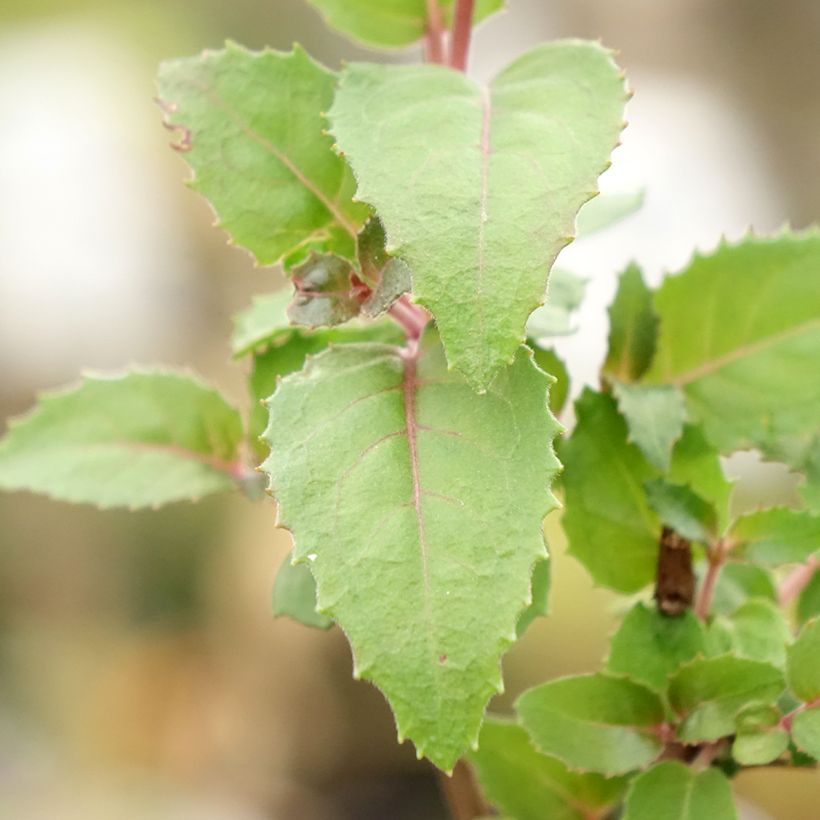 Fuchsia Beacon rosa (Foliage)