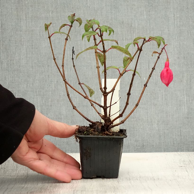 Fuchsia Bernadette 8/9 cm pot sample as delivered in autumn