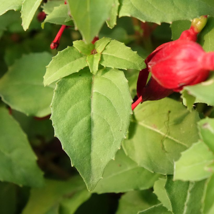 Fuchsia x hybrida Chilli Red (Foliage)