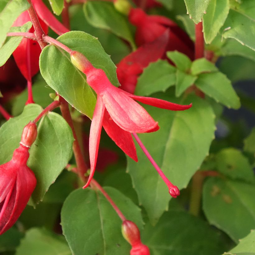 Fuchsia x hybrida Chilli Red (Flowering)