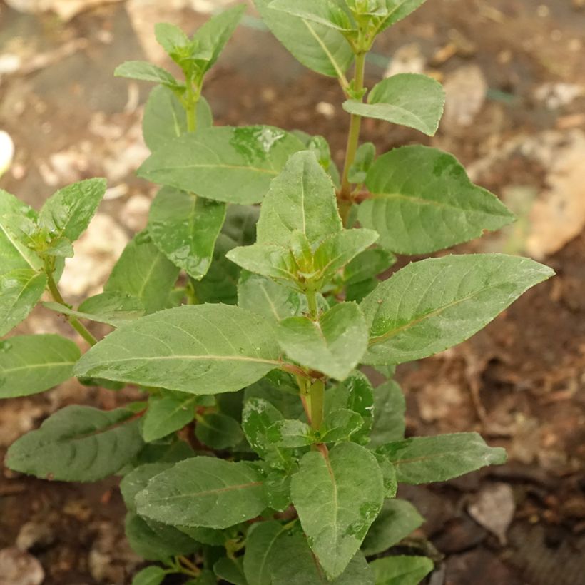 Fuchsia Heidi Ann (Foliage)