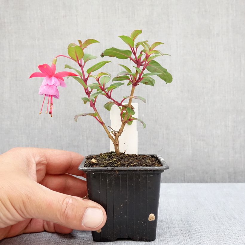 Fuchsia Heidi Ann 8/9 cm pot sample as delivered in summer