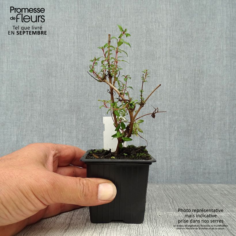 Fuchsia magellanica Arauco - godet 8/9cm sample as delivered in autumn