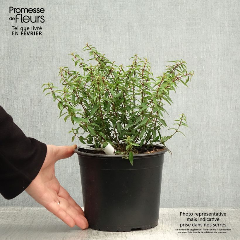Fuchsia magellanica Pumila 3L/4L pot sample as delivered in winter