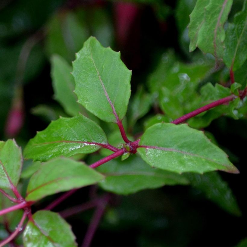 Fuchsia magellanica Riccartonii (Foliage)