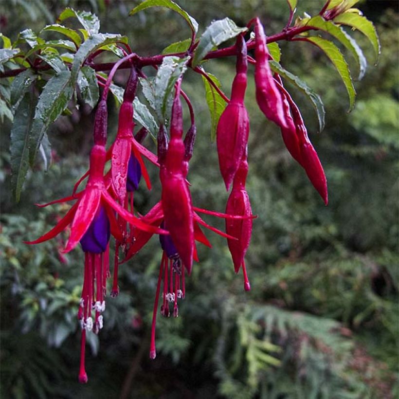 Fuchsia magellanica Riccartonii (Flowering)