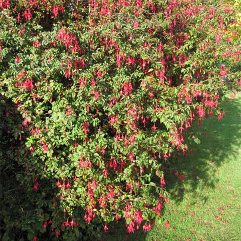 Fuchsia magellanica Riccartonii (Plant habit)