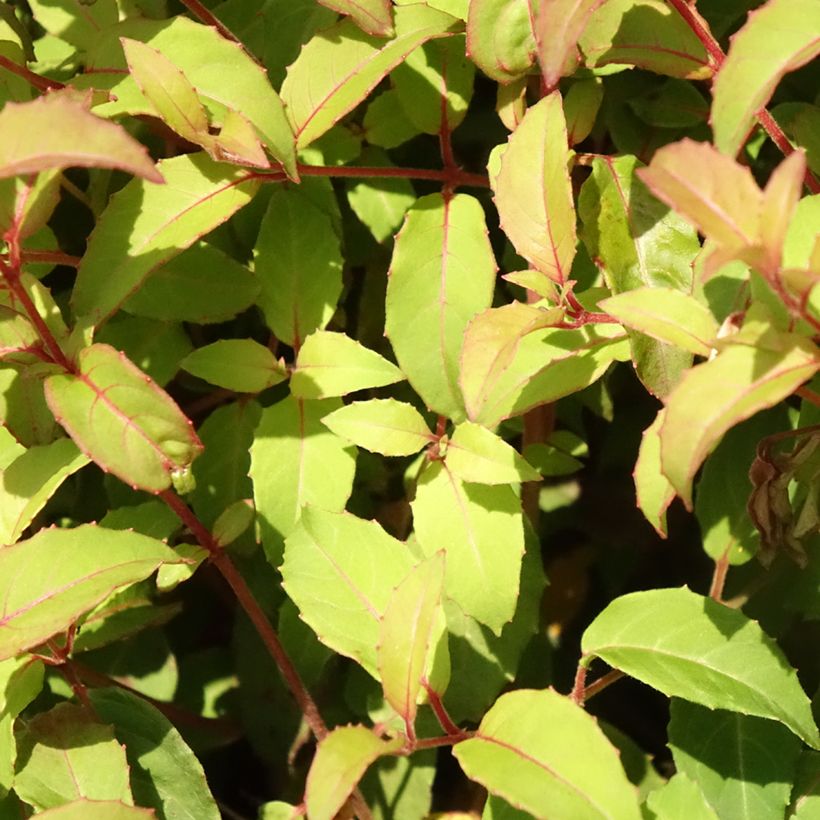 Fuchsia magellanica var. gracilis (Foliage)