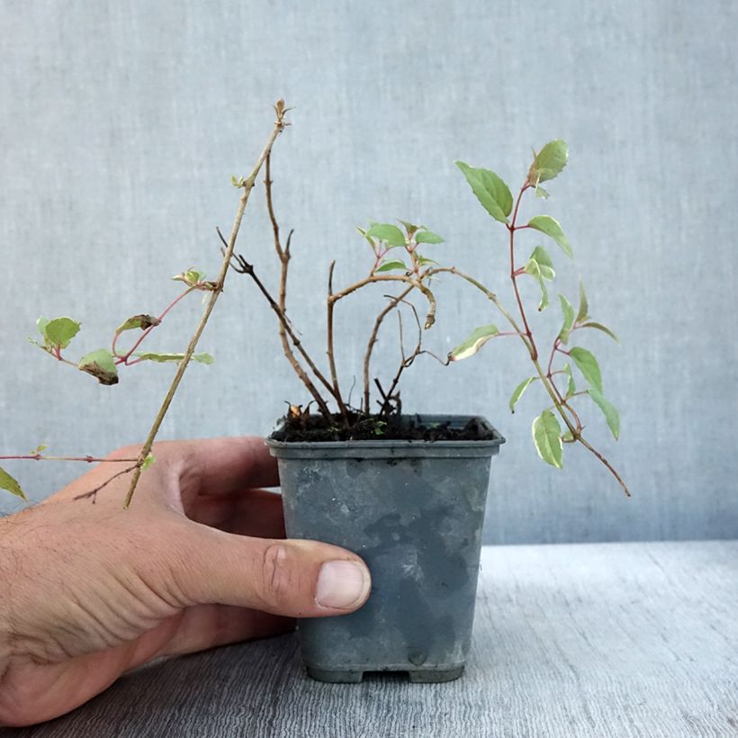 Fuchsia magellanica Versicolor 7/8 cm pot sample as delivered in autumn