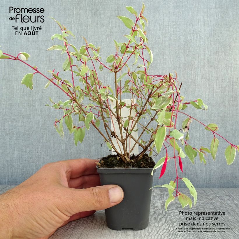 Fuchsia magellanica Versicolor 7/8 cm pot sample as delivered in summer
