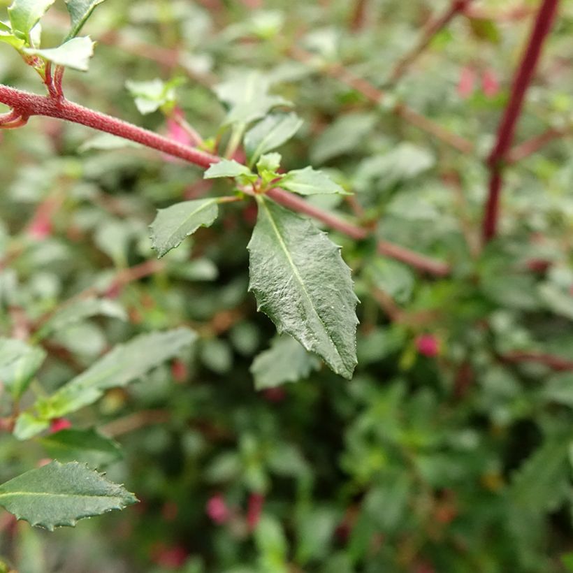 Fuchsia microphylla subsp. microphylla (Foliage)