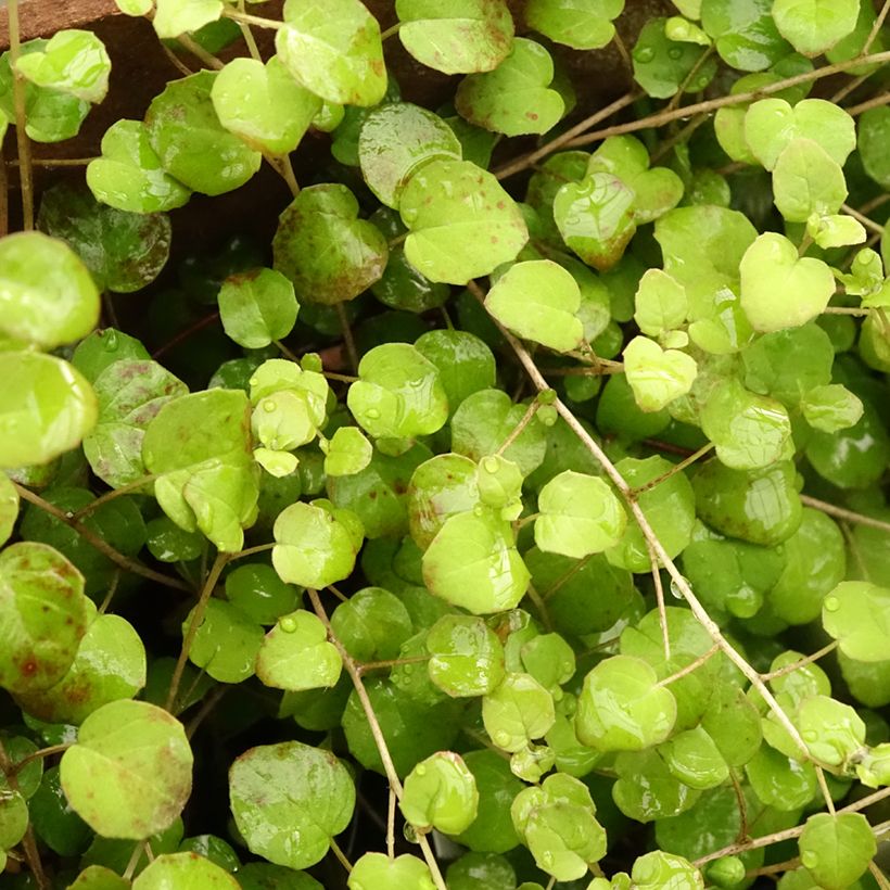 Fuchsia procumbens (Foliage)