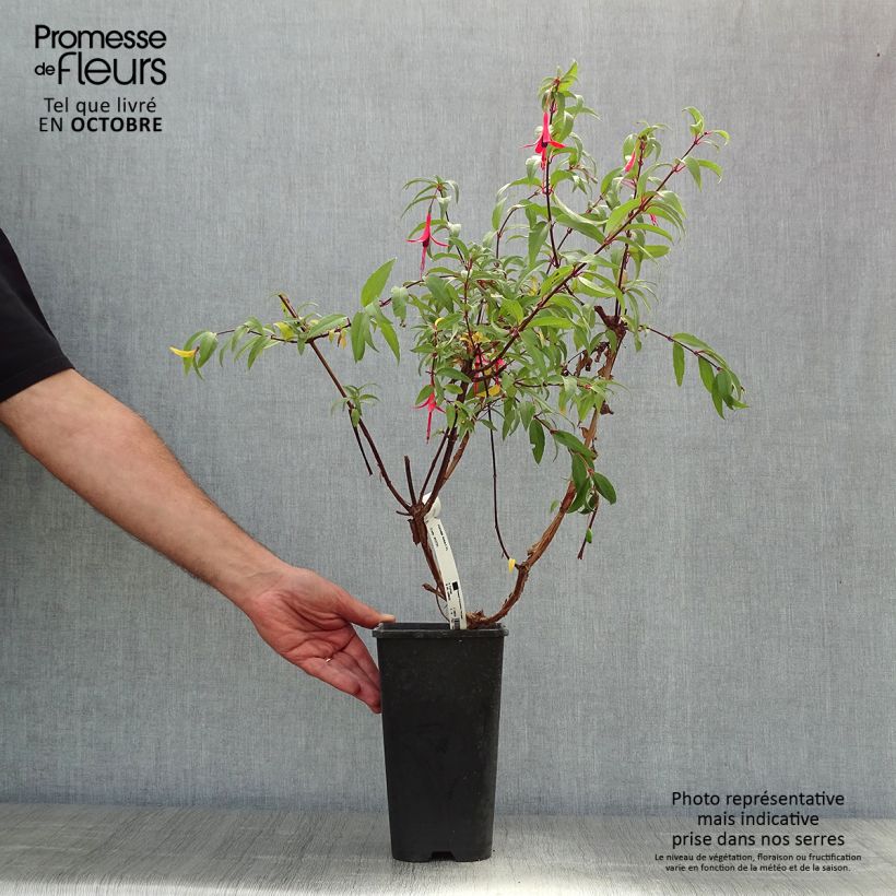 Fuchsia regia Reitzii - Fuchsia royal en pot de 3L sample as delivered in autumn