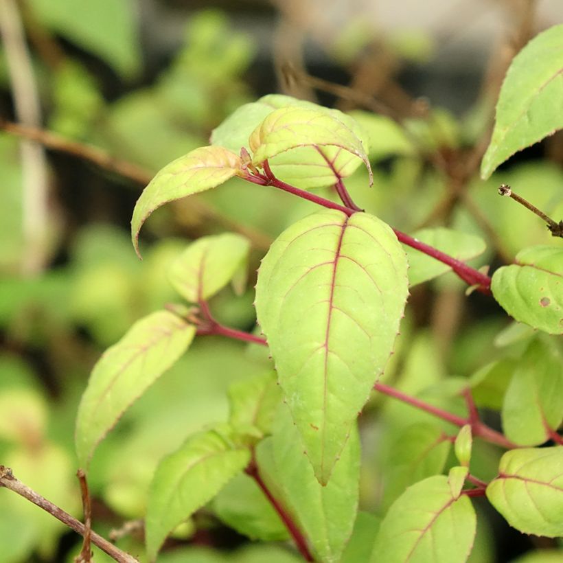 Trailing Fuchsia Rohees New Millenium (Foliage)