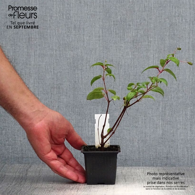 Trailing Fuchsia Rohees New Millenium 8/9 cm pot sample as delivered in autumn