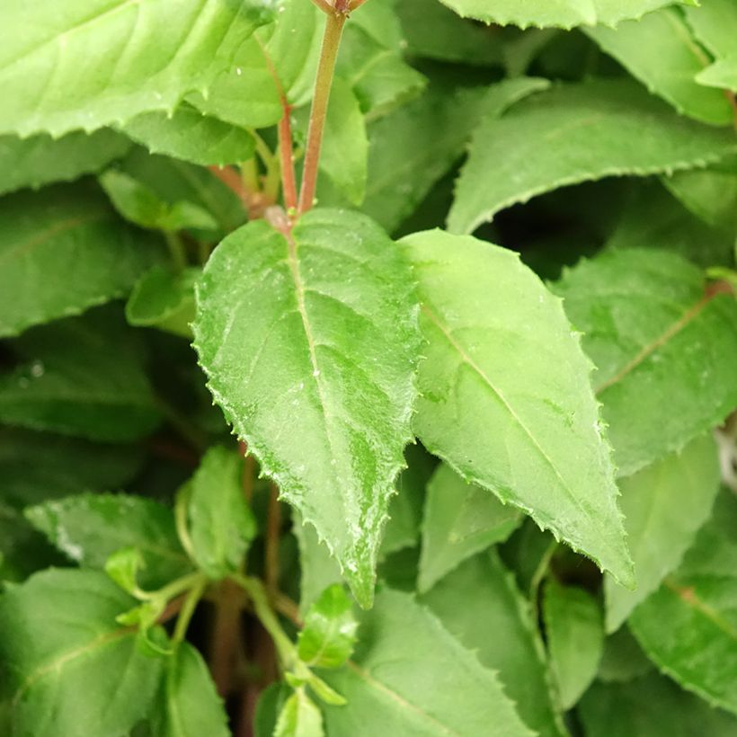 Fuchsia x hybrida Charming (Foliage)