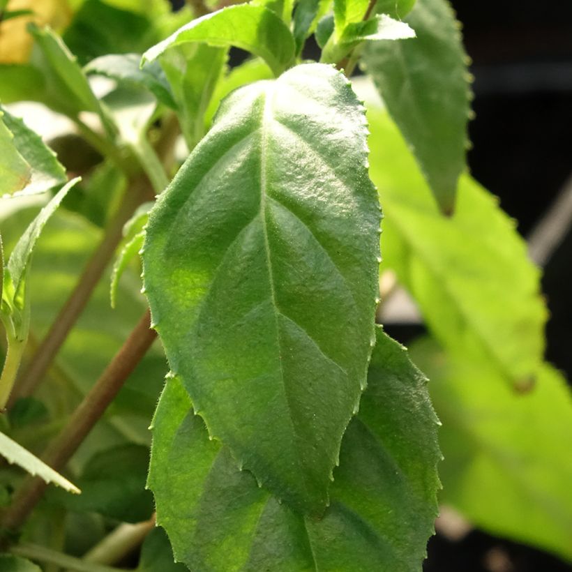 Fuchsia Constance (Foliage)