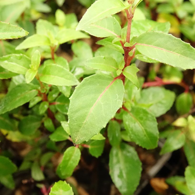 Fuchsia venusta Lady Thumb (Foliage)