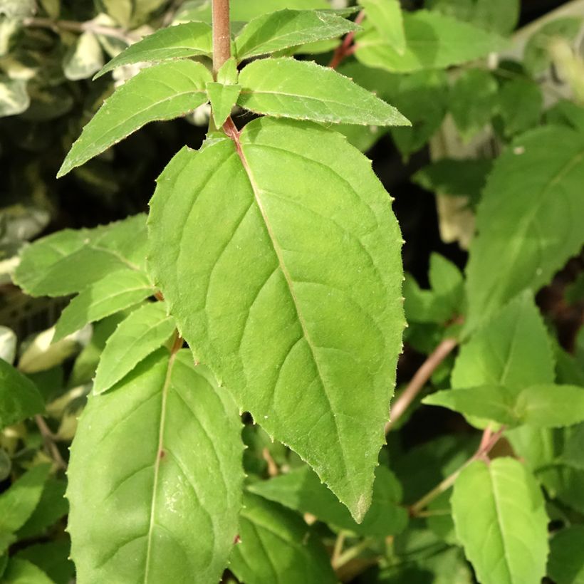 Fuchsia Margaret (Foliage)