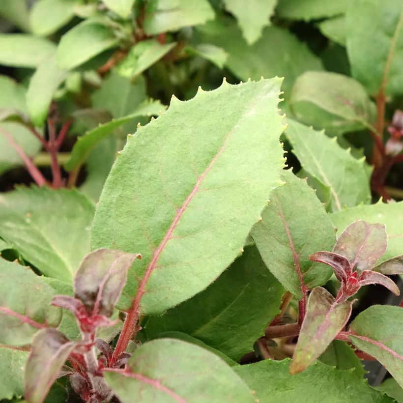 Fuchsia x hybrida Shrimp Cocktail (Foliage)
