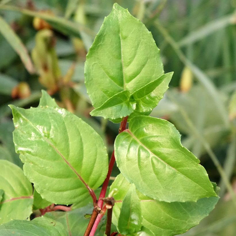 Fuchsia White King (Foliage)
