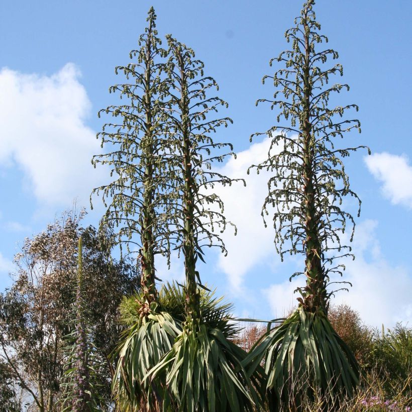 Furcraea longaeva (Plant habit)