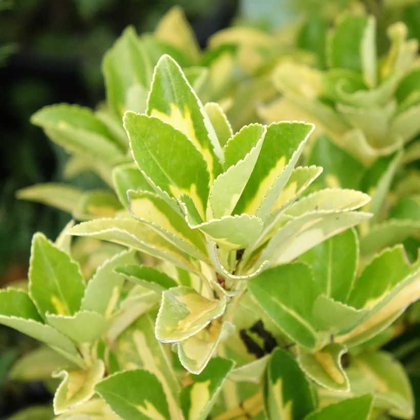 Euonymus japonicus Duc d'Anjou (Foliage)