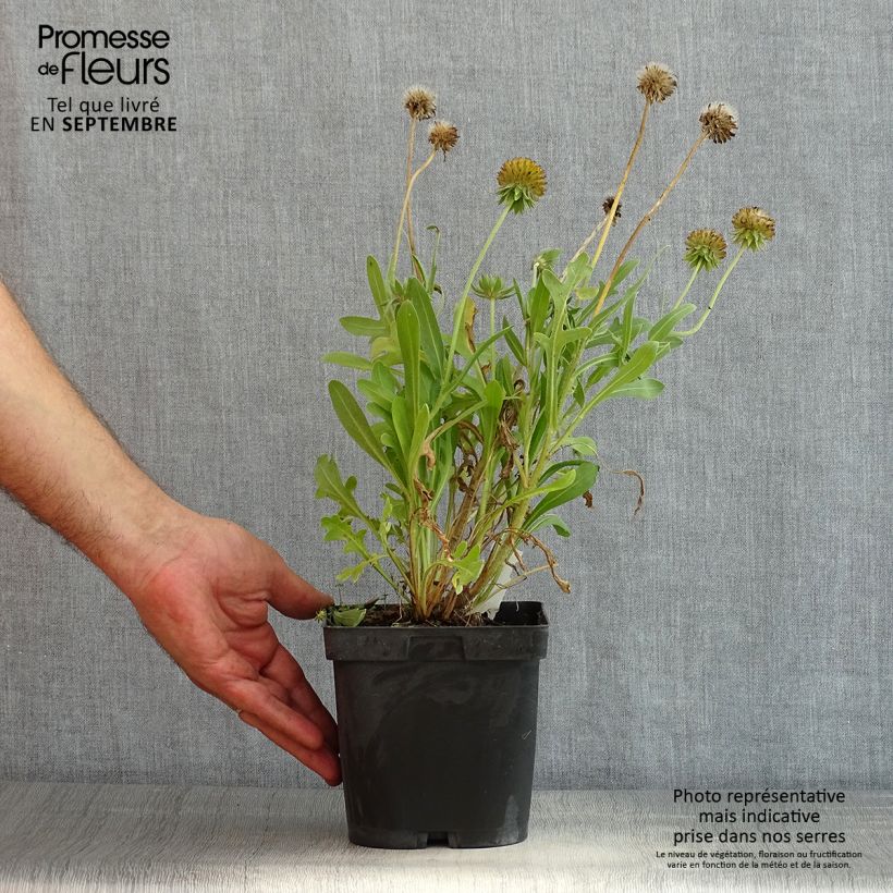 Gaillardia grandiflora Kobold 2L/3L pot sample as delivered in summer