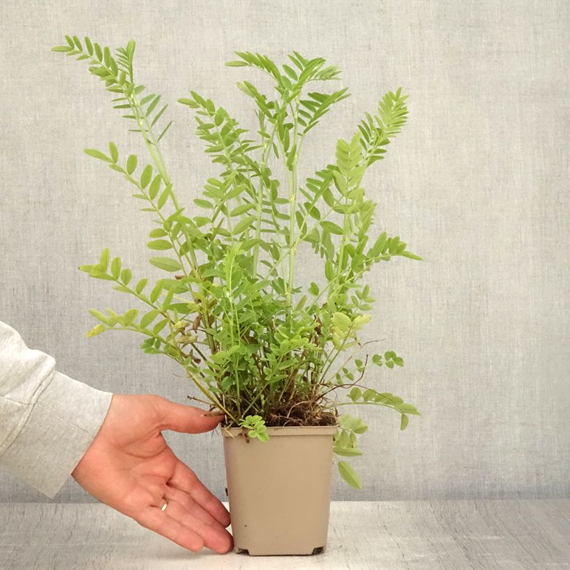 Galega officinalis - Rue des chèvres Godet de 9cm sample as delivered in summer