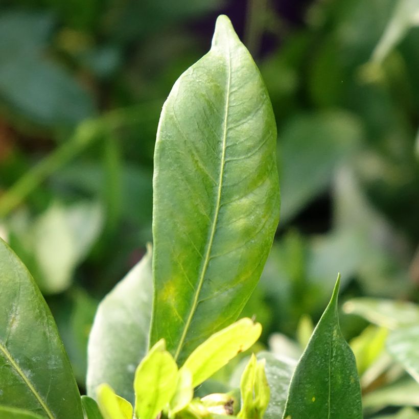 Gardenia jasminoides Celestial Star (Foliage)