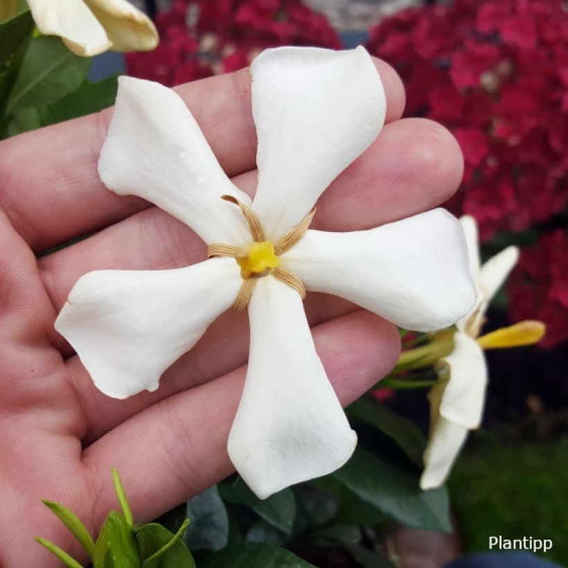 Gardenia jasminoides Pinwheel (Flowering)