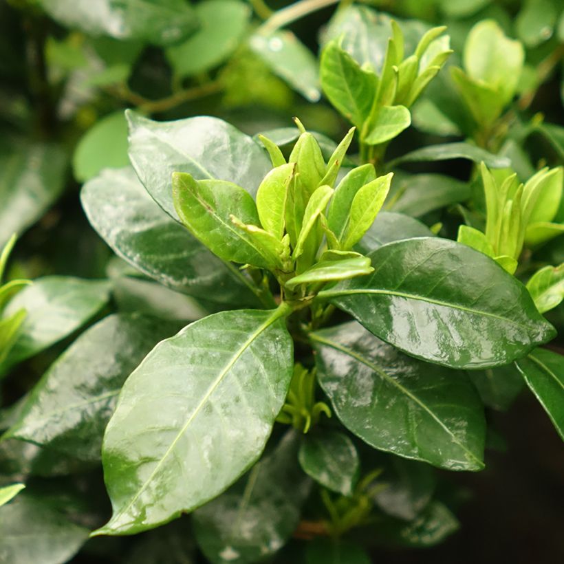 Gardenia jasminoides Pinwheel (Foliage)