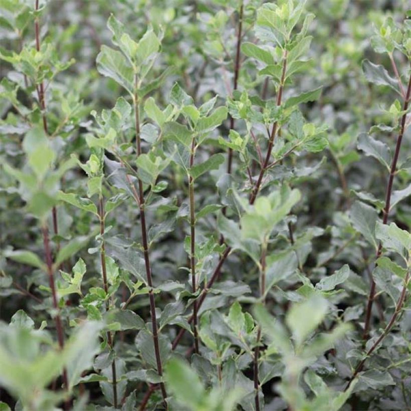 Garrya elliptica - Elliptical-leaved Garrya (Foliage)