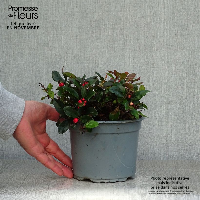 Gaultheria procumbens - Creeping Wintergreen sample as delivered in autumn