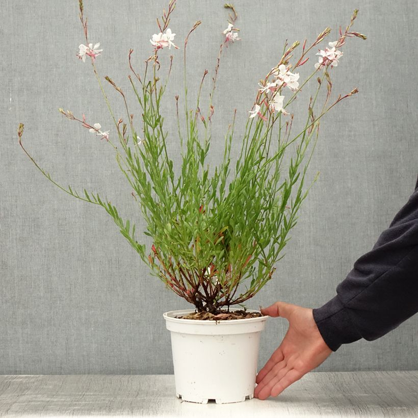 Gaura lindheimeri Blanche - Gaura de Lindheimer en pot de 2/3 litres sample as delivered in summer