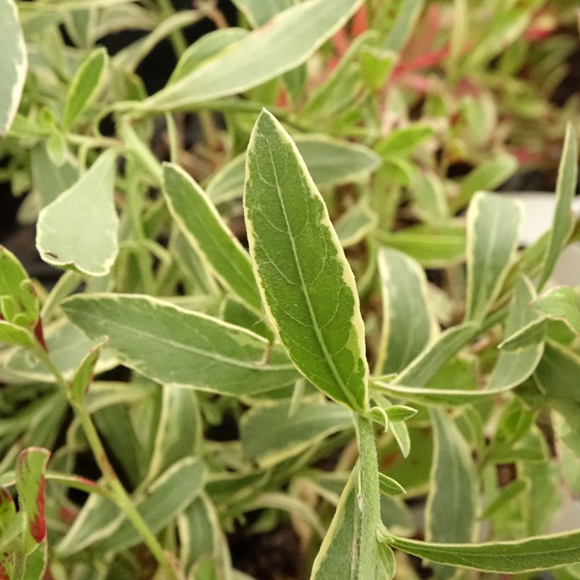 Gaura lindheimeri Freefolk Rosy (Foliage)