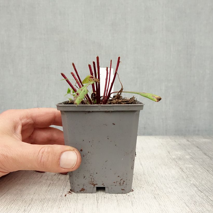 Gaura lindheimeri Siskiyou pink 8/9 cm pot sample as delivered in autumn